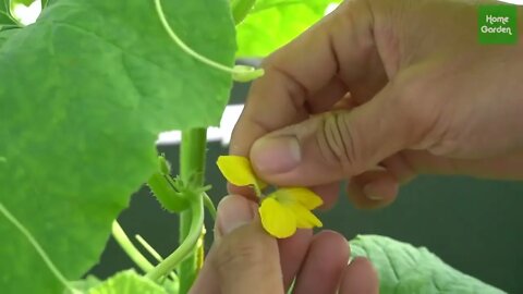 Growing Snow Leopard Melon,bear fruit all summer