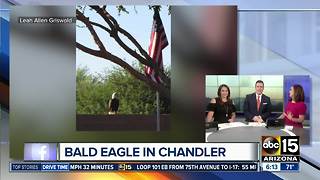 Bald eagle spotted in Chandler neighborhood