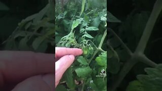 Tomatoes got blown over by the hurricane, and they don’t care!