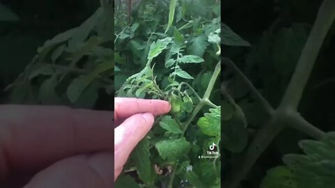 Tomatoes got blown over by the hurricane, and they don’t care!