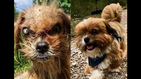 see the transformation of these dogs
