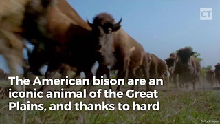 Camera Captures Moment Bison Learns His Hooves Weren't Made for Ice