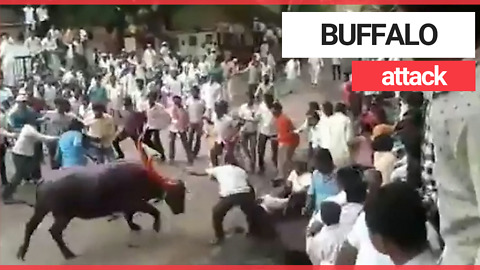 Buffalo launches violent attack on bystander
