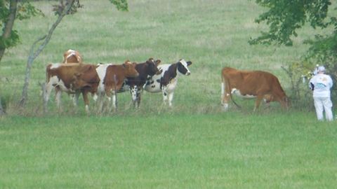 Cows Assemble To Listen To A Woman Playing Bagpipes