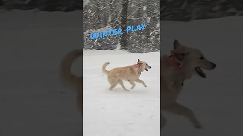 Winter Play in the Snow ❄️ #goldenretriever #snow @prepperboss @shorts