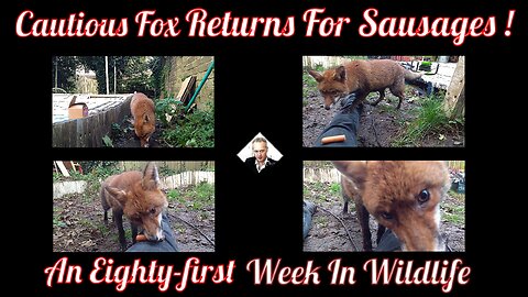 A Eighty-first Week In Wildlife - Cautious Fox Returns For Sausages !