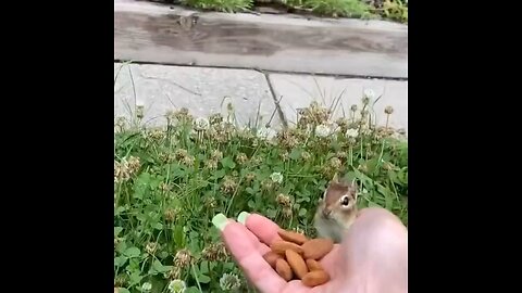 Chipmunk eating almonds for the first time.. 🐿️😍 📹charliethechip