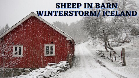Sheep in barn winterstorm in Iceland
