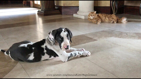 Funny Cat Teaches Great Dane Puppy That Cats Rule