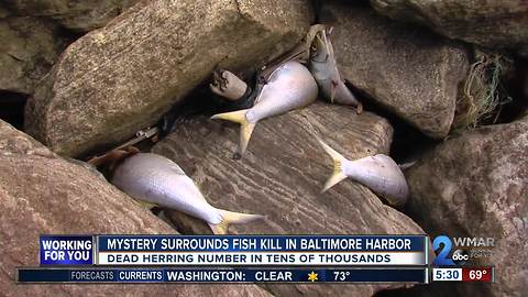 Mystery surrounds fish kill in Baltimore Harbor