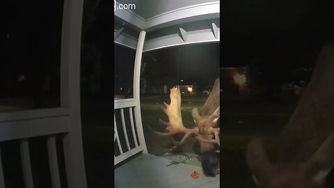 Watch Moose eats Halloween pumpkin off Alaska woman's porch #shorts #weirdnews #bizarrenews