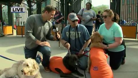 Bark at the Park at Comerica Park