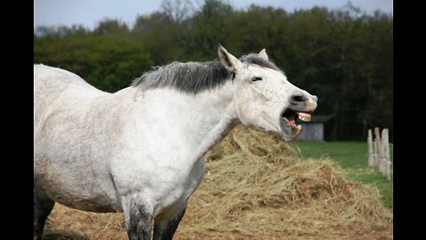 How to get a horse to gain weight. THE EASY WAY!