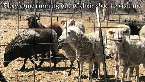 VISIT WITH THE 🐑SHEEP & LAMBS 🐑DURING PASSOVER WEEK 2023