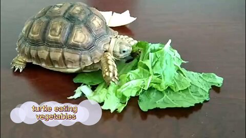 I have a turtle at home and eat green vegetables every day for a living