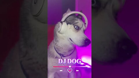 DJ dog #cutedogs #husky #dogs #funnydogs #funnyhuskyvideo #pets #djremix #dj #edm #edmmusic #dance