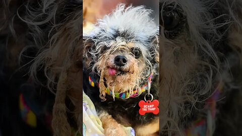 "From Shelter to Stardom: Happy Face, Winner of the 2022 'World's Ugliest Dog"