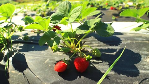Growing Strawberries for Profit & Year Round Fruit