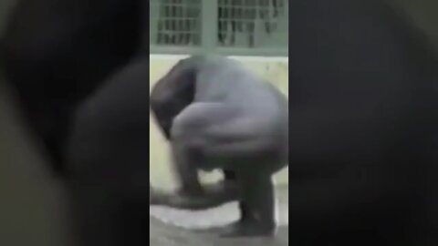 Funny Animals Happy Gorilla spinning #shorts #funnyanimals #gorilla