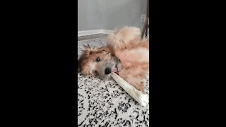 Satisfying - Dog Chewing Bone with Relaxing Music