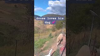 A goose loves his dog #maremma #geese #livestockguardiandog #freerange