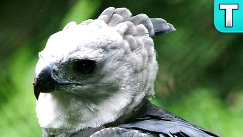 Harpy Eagle | Massive and Unafraid