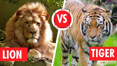 Lion vs Tiger: 5 moment Lion attack Tiger and others Jungle Giant.