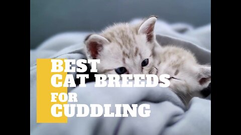 Best Cat Breeds For Cuddling | Cat Videos