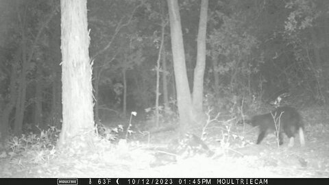 Trail Cam ~ 10/13/2023 (cat)