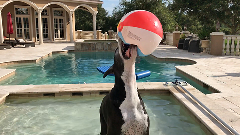 Funny Great Dane Plays with Beach Ball