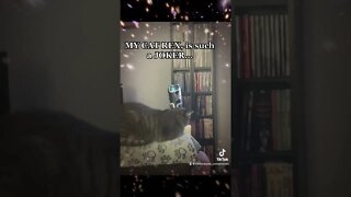 MY #cat the JOKER #catvideos #funny #shorts