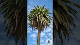Relaxing Palm Tree with Soothing Nature Sounds #shorts