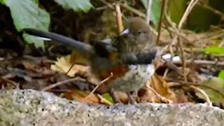IECV NV #263 - 👀 The Spotted Towhee 🐦9-17-2016