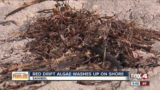 Red drift algae washes ashore after Dorian