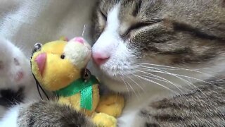 Adorable Little Cat Sleeps with His Favorite Toy