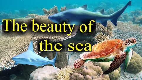 The beauty of the sea | Under the sea | Sea