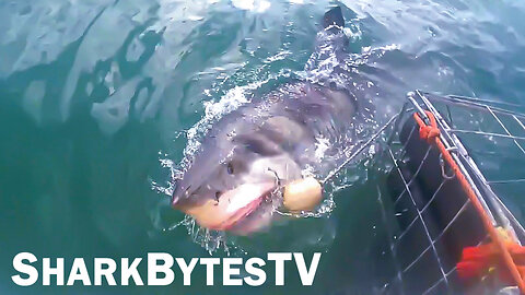 Submarine Sharks Caught on Camera, Shark Bytes TV Ep 41, Cage Diver's Lucky Day