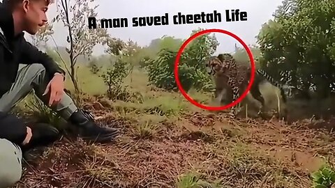 This cheetah journey warmed hearts 🥹❤️
