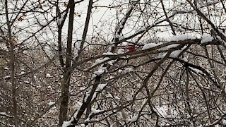 Cardinal in snowy branches James Gardens