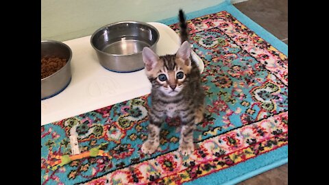 Bengal Kitten