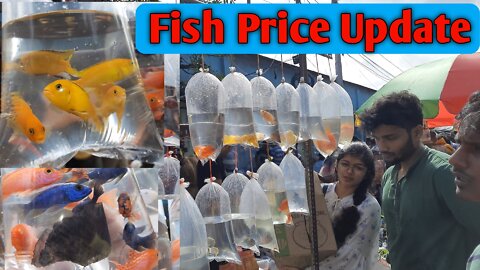 cute aquarium fish market INDIA