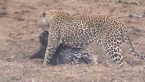 Lion and Leopard Hunting Porcupine