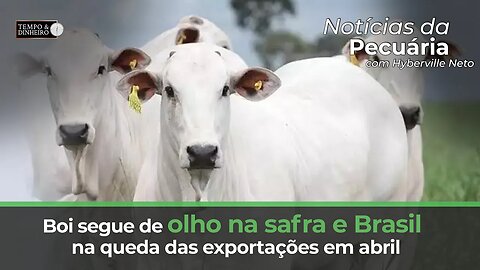 Boi segue de olho na safra e Brasil na queda das exportações em abril