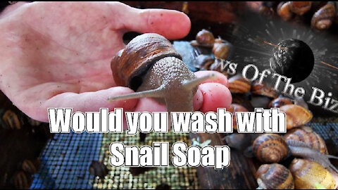 Would you wash with snail slime soap? News Of The Bizarre Quippets