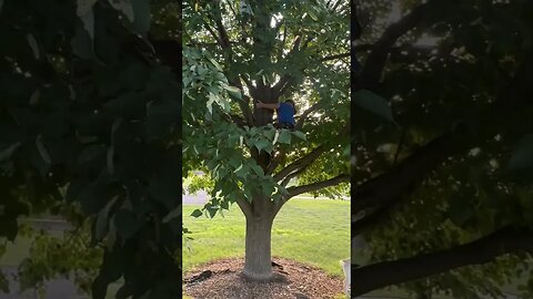 Guess how many KIDS are hiding in this tree? #shorts #family #vlog