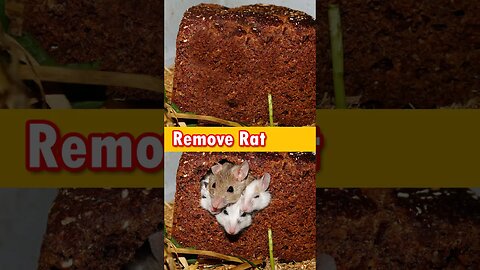 remove rat from image in photoshop tutorials in photoshop for begginers #photoshop #shorts #youtube
