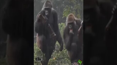 Welsh Gorilla Couple Argument - Voiceover - Deano Valley