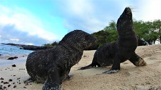 Baby Sea Lions Play Together On Beach In The Galapagos