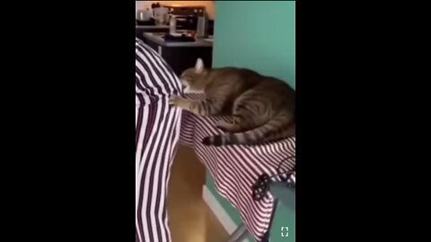Cat tries to eat its owner's ASS🤣🤣