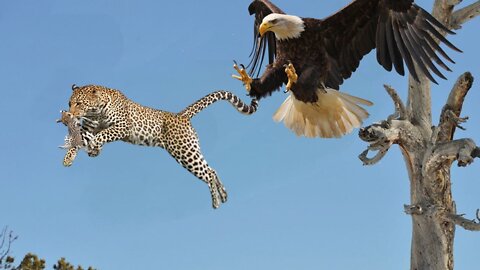 Leopard Climbed A Tree To Save Its Cub The Eagle Received a Tr